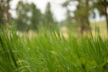 Soft Green Grasses Blow In The Wind
