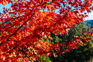 Autumn Leaves in Warburton Australia