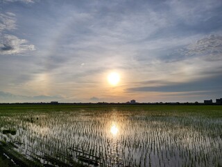 Obraz premium Sunset with halo phenomenon over rice paddy field in Sekinchan, Selangor, Malaysia.