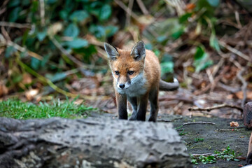 Fox cubs emerging from the den in the garden