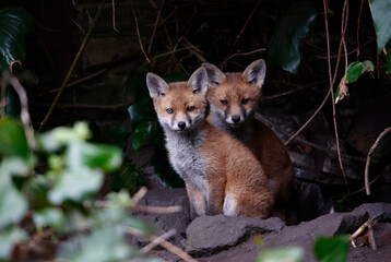 Naklejka na ściany i meble Fox cubs emerging from the den in the garden