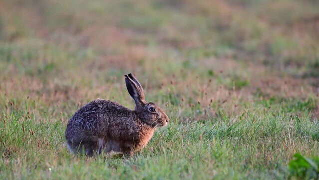 Brown hare searchs food on the mowed meadow, summer, north rhine westphalia, (lepus capensis), germany