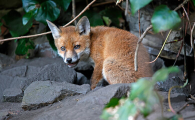 Fox cubs emerging from the den in the garden