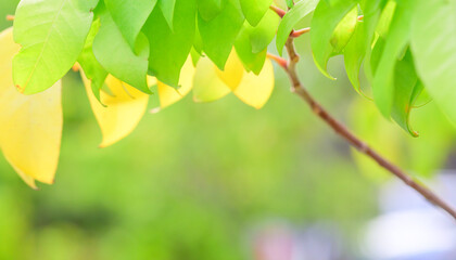 Obraz premium Concept nature view of green foliage on blurred greenery background, sunlight with copy space using as background natural green leaf plants landscape, ecology, fresh banner wallpaper concept