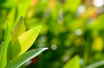 abstract stunning green leaf texture, tropical leaf foliage nature green background