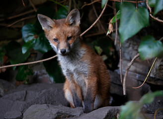 Fox cubs emerging from the den in the garden