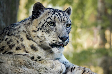 Snow Leopard closeup in zoo setting located in Nashville Tennessee.