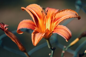 orange Blüte einer Taglilie