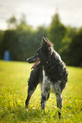 Fototapeta premium Portrait of dog puppy mudi. She is so nice dog.