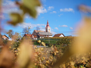 Autumn view of the old church on top of the hill through the vines in Bela Krajina, Slovenia