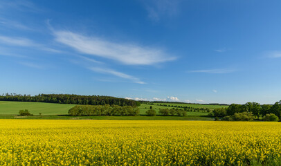 Obraz premium landscape with yellow rape field, meadows and forests