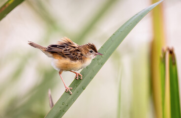 Zitting cisticola or streaked fantail warbler is a widely distributed Old World warbler whose breeding range includes southern Europe, Africa, and southern Asia down to northern Australia.