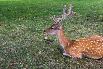 Close-up of a deer in a field. Wild animal in the summer nature