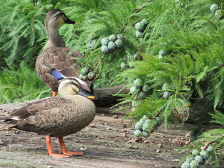 duck in the park