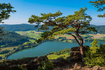 View from Houbirg on the reservoir near Happburg/Germany in Franconia with a wind-bent pine tree in the foreground