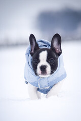 French buldog is running in the snow. He is so fluffy dog.