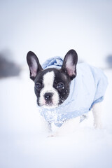 French buldog is running in the snow. He is so fluffy dog.