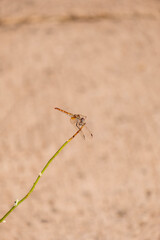 The dragonfly on the twigs.