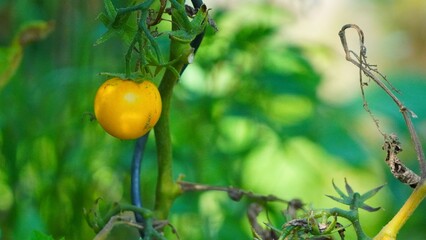 green olives on a branch
