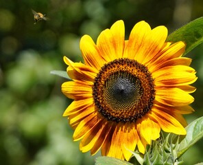 sunflower in the garden