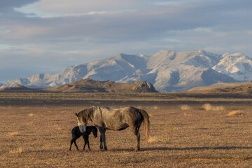 Wild Horse Mare and Her Newborn Foal in Springtime in the Utah Desert