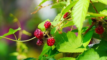 wild strawberry plant