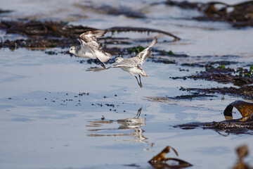 Sanderlings in flight