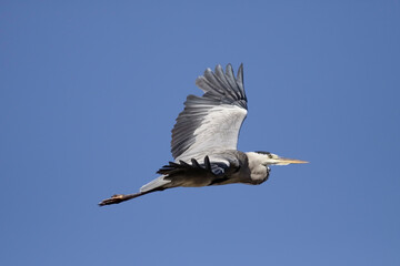 Heron in flight against blue sky