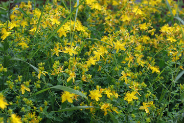 glade of blooming St. John's wort (lat. Hypericum perforatum)