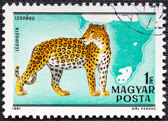 HUNGARY - CIRCA 1981: The postal stamp printed in HUNGARY shows Leopard, series wild animals.