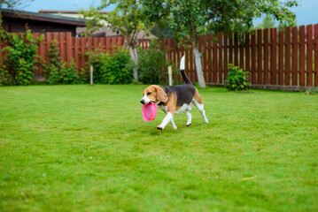 beagle on the backyard