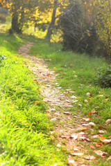 Fallen autumn leaves in the forest. Selective focus.