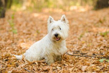 westie terrier