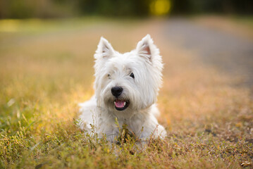 westie terrier