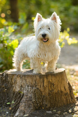 westie terrier