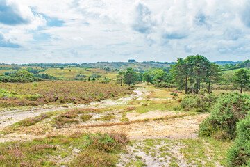 Fototapeta na wymiar Ashdown Forest England a view along the track and heathland up to Friends Clump on an overcast summer day