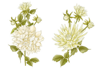 Dahlias flowers, outline and coloured style Clip art, set of elements for design Vector illustration. In botanical style