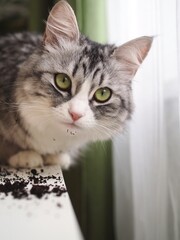 Cat broke a flower pot and dug the ground out of pot with houseplant