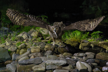 シマフクロウ　北海道・知床野生生物（観光）