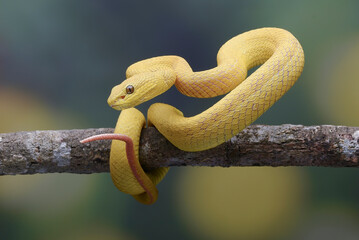 Obraz premium Yellow pit viper on a tree branch