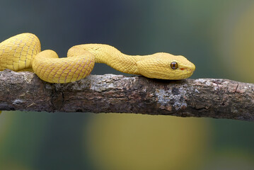 Yellow pit viper on a tree branch