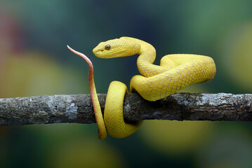 Yellow pit viper on a tree branch