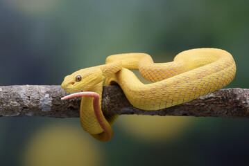 Yellow pit viper on a tree branch