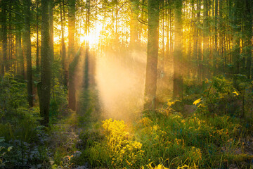 Fototapeta premium Magical sunset in the forest.