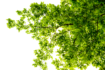 Baumkrone grüne Blätter an Äste von Baum kräftige satte Herbst farben, Laubbaum Silhouette, isoliert Ausschnitt close up