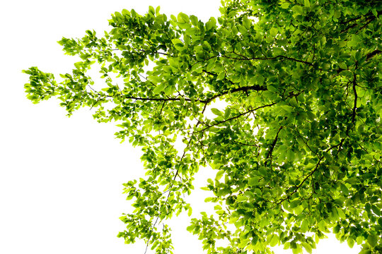 Baumkrone gr&uuml;ne Bl&auml;tter an &Auml;ste von Baum kr&auml;ftige satte Herbst farben, Laubbaum Silhouette, isoliert Ausschnitt close up