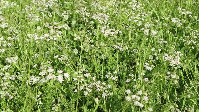 Zoom out, wild field with cumin flowers, close up
