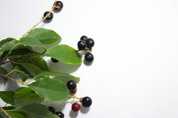 prunus padus on a white background