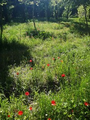 Amapolas en un prado verde