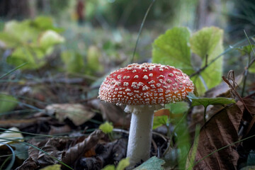 Fliegenpilz am Boden